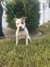 Medium Photo #1 American Bulldog Puppy For Sale in New Port Richey, FL, USA