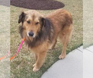 Gollie Dogs for adoption in Murrells Inlet, SC, USA