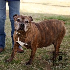 Medium Photo #1 Boxer Puppy For Sale in Fredericksburg, VA, USA