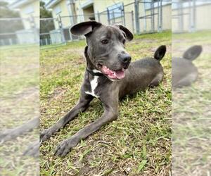 American Pit Bull Terrier-Unknown Mix Dogs for adoption in Vero Beach, FL, USA
