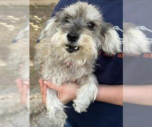 Miniature Schnauzer-Unknown Mix Dogs for adoption in San Antonio, TX, USA