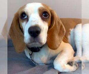 Beagle Dogs for adoption in Cologne, NJ, USA