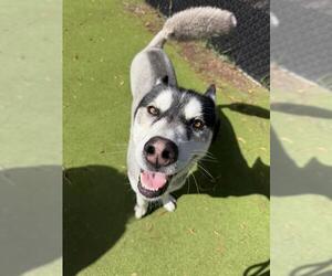 Siberian Husky Dogs for adoption in Sugar Land, TX, USA