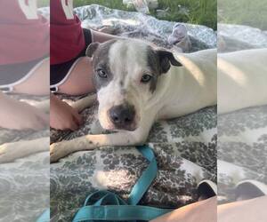American Pit Bull Terrier-American Staffordshire Terrier Mix Dogs for adoption in Wenonah, NJ, USA