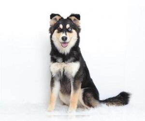 Alaskan Malamute-Unknown Mix Dogs for adoption in Oroville, CA, USA