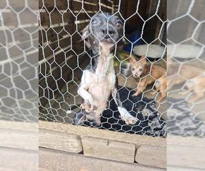 Chihuahua-Unknown Mix Dogs for adoption in San Antonio, TX, USA