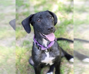 Labrador Retriever-Unknown Mix Dogs for adoption in Blackwood, NJ, USA