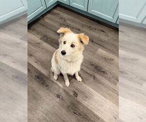 Medium Photo #1 Australian Shepherd-Unknown Mix Puppy For Sale in Ogden, UT, USA
