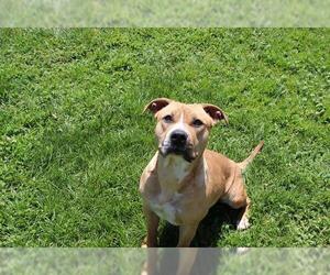 American Staffordshire Terrier Dogs for adoption in Modesto, CA, USA