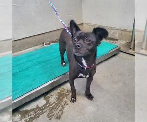 Chiweenie Dogs for adoption in Camarillo, CA, USA