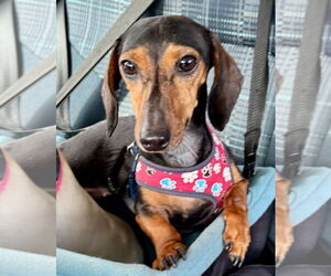 Dachshund Dogs for adoption in Weston, FL, USA