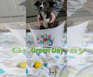American Pit Bull Terrier-Unknown Mix Dogs for adoption in Fishers, IN, USA