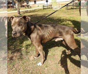 American Staffordshire Terrier-Unknown Mix Dogs for adoption in San Antonio, TX, USA