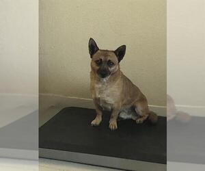 Chihuahua-Unknown Mix Dogs for adoption in Santa Cruz, CA, USA
