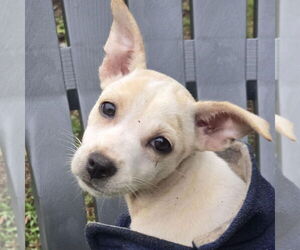 Labrador Retriever-Unknown Mix Dogs for adoption in NYC, NY, USA
