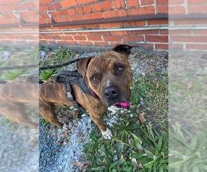 American Pit Bull Terrier-Unknown Mix Dogs for adoption in Charlotte, NC, USA
