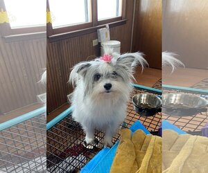Pomeranian Dogs for adoption in Wheaton, IL, USA