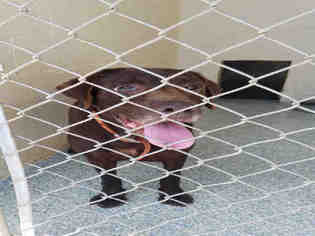 Labrador Retriever Dogs for adoption in Salisbury, NC, USA