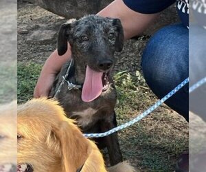 Irish Wolfhound Dogs for adoption in Spring, TX, USA