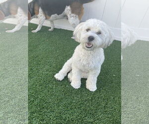 Havanese-Unknown Mix Dogs for adoption in Plainfield, IL, USA