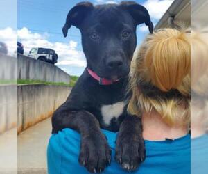 Rottweiler Dogs for adoption in Cumming, GA, USA