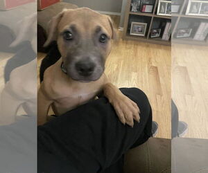 Boxer-Unknown Mix Dogs for adoption in Fenton, MO, USA