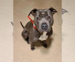 American Pit Bull Terrier Dogs for adoption in Chester, NJ, USA