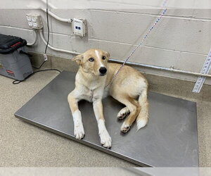 Siberian Husky-Unknown Mix Dogs for adoption in Grand Prairie, TX, USA