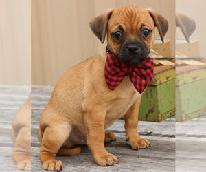 Pug-Unknown Mix Dogs for adoption in Bandera, TX, USA