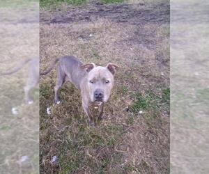 American Pit Bull Terrier Dogs for adoption in Oviedo, FL, USA