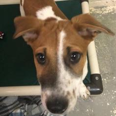 Whippet Dogs for adoption in Roanoke, VA, USA