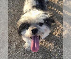 Shih Tzu Dogs for adoption in Lancaster, CA, USA