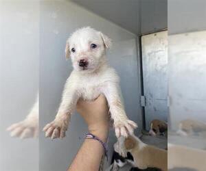 Mutt Dogs for adoption in Houston, TX, USA