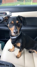 Dachshund Dogs for adoption in Weston, FL, USA