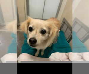 Chihuahua Dogs for adoption in Berkeley , CA, USA