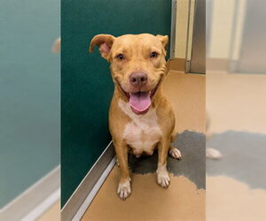 Mutt Dogs for adoption in Texas City, TX, USA