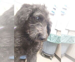 Labrador Retriever-Unknown Mix Dogs for adoption in Las Vegas, NV, USA