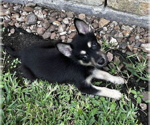 German Shepherd Dog-Unknown Mix Dogs for adoption in Lakewood, CO, USA