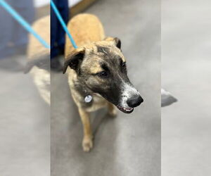 German Shepherd Dog-Unknown Mix Dogs for adoption in Forestville, MD, USA