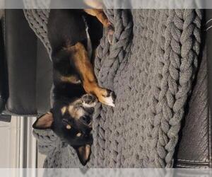 Shiba Inu Dogs for adoption in Dallas, TX, USA