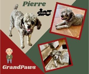 Poodle (Miniature) Dogs for adoption in Lindsay, CA, USA