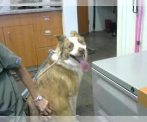 Border Collie Dogs for adoption in Santa Cruz, CA, USA
