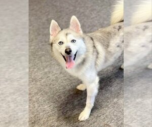 Pomsky Dogs for adoption in Millersville, MD, USA