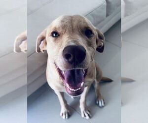 Labrador Retriever-Unknown Mix Dogs for adoption in Jefferson, NJ, USA