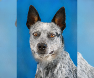 Mutt Dogs for adoption in Pasadena, CA, USA