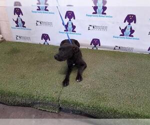 Rottweiler-Unknown Mix Dogs for adoption in Orlando, FL, USA