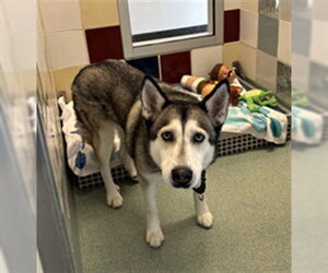 Siberian Husky-Unknown Mix Dogs for adoption in Plano, TX, USA