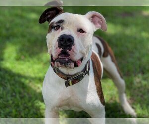 American Bulldog Dogs for adoption in St. Cloud, FL, USA