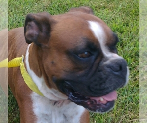 Boxer Dogs for adoption in Cabool, MO, USA