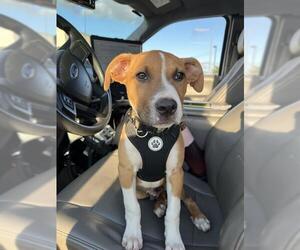 American Pit Bull Terrier-Labrador Retriever Mix Dogs for adoption in Oklahoma City, OK, USA
